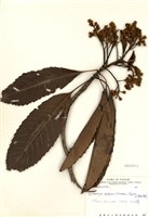 藏品(山枇杷(臺灣枇杷))的圖片
